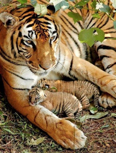 Бенгальский тигр