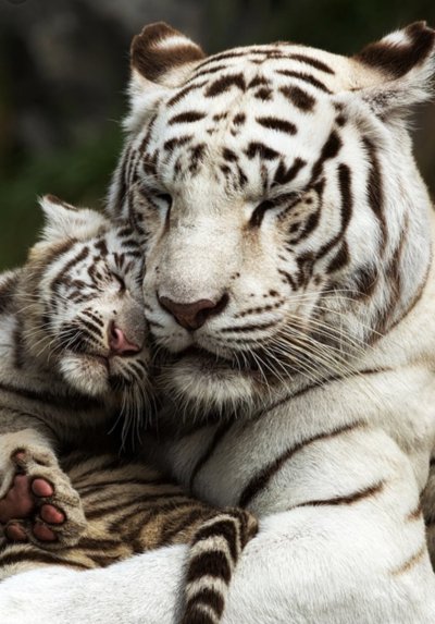 Белый тигр и тигрица с тигрятами