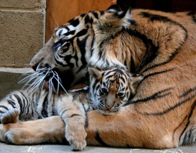 Тигрицы с детками