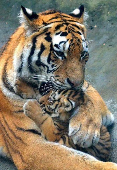 Амурский тигр с тигрятами