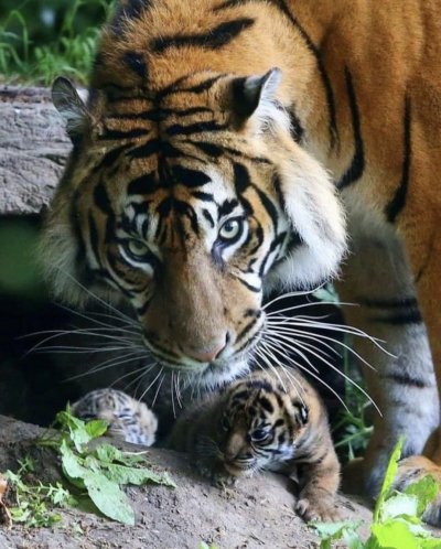 Амурский тигр тигрица с тигрятами