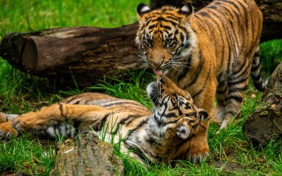 Тигр тигрица и два тигренка