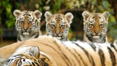 Тигрица с тигрятами