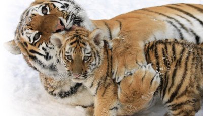 Амурский тигр с тигрятами