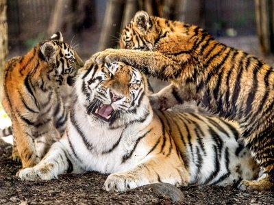 Амурский тигр семья