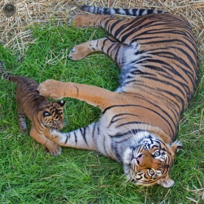 Суматранский тигр детеныш