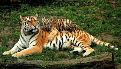 Тигр с тигренком