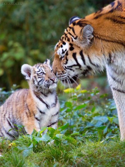 Тигр тигрица и Тигренок семья