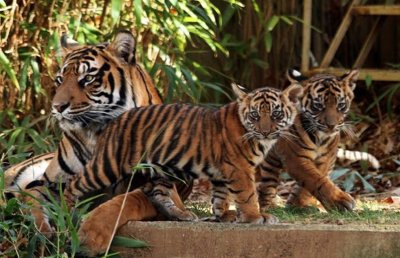 3 Тигра семтч семья тигров