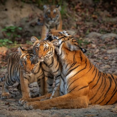 Тигрица с тигрятами