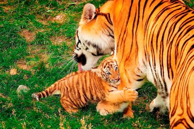 Амурский тигр с тигрятами