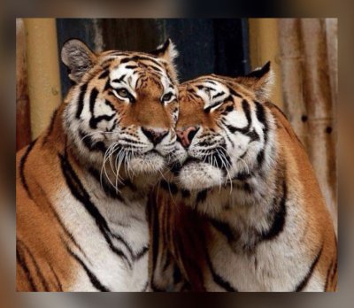 Влюбленные тигры