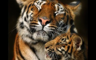 Тигрица с тигрятами