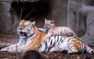 Прайд тигров