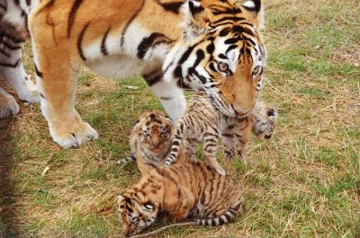 Амурский тигр Новорожденные тигрята
