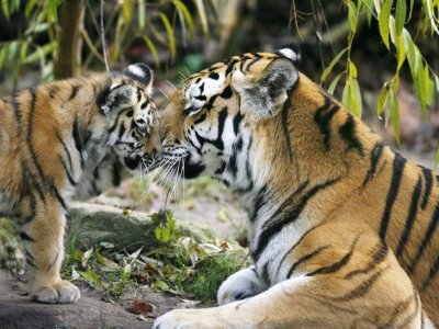 Амурский тигр тигрица с тигрятами