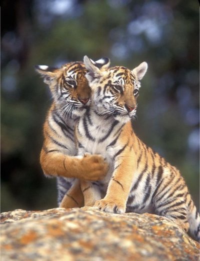 Тигрица с тигрятами