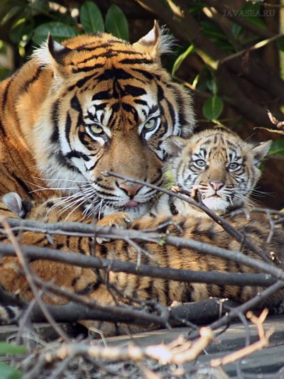 Тигр с тигренком