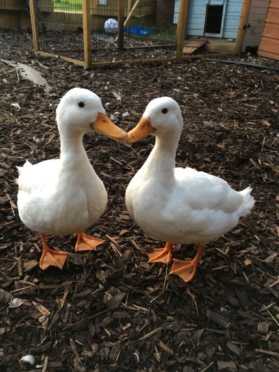 Милые маленькие гуси