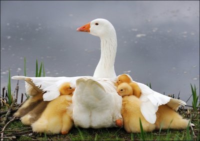 Гуси ландские гусята