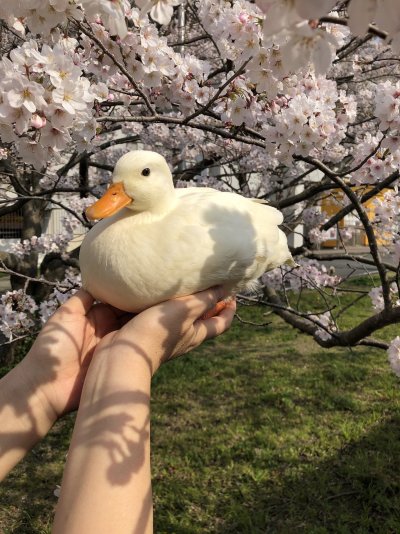 Гусь Эстетика