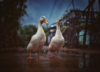 Одинокий Гусь