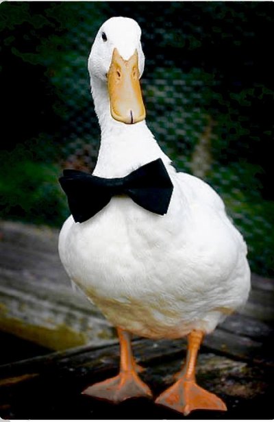 Важный Гусь