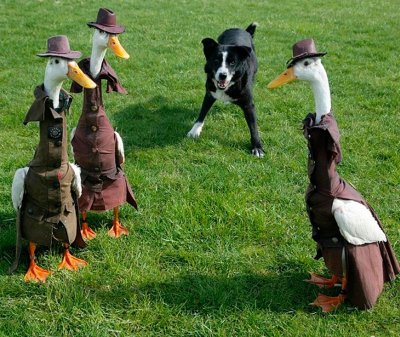 Утка в шляпе