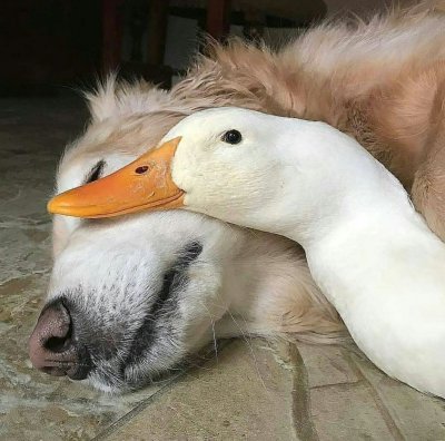 Прикольный Гусь