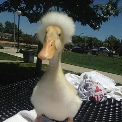 Ржачный Гусь