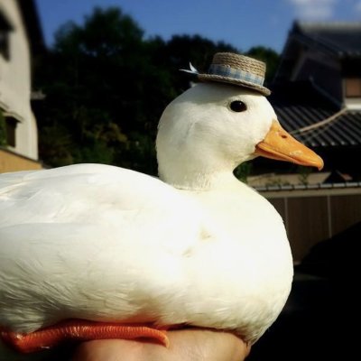 Пекинская утка Живая