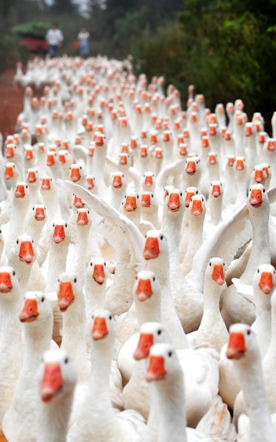 Смешной Гусь