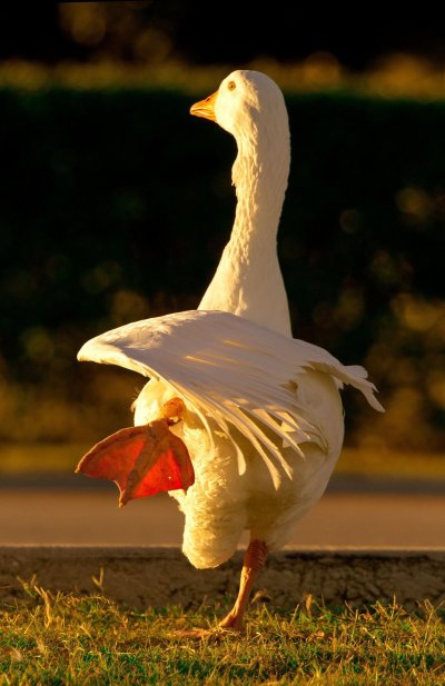 Прикольный Гусь