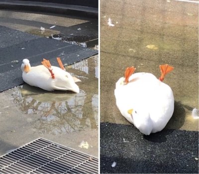 Прикольный Гусь