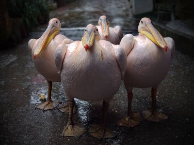 Смешной Пеликан