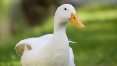 Пекинская порода уток