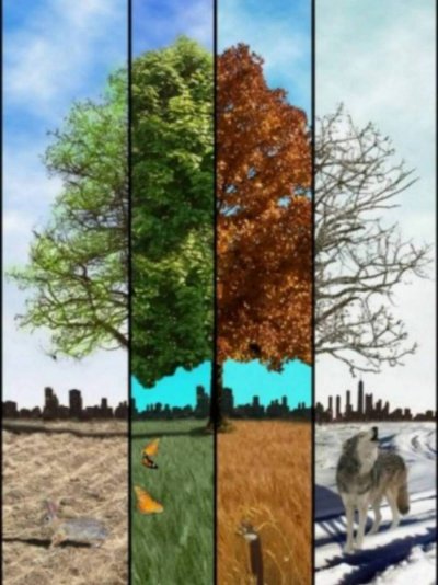 Времена года на дереве