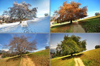 Пейзаж времена года