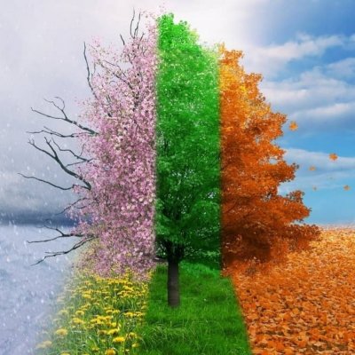 Дерево четыре сезона