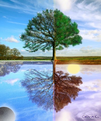 Дерево в разные времена года