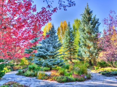 Осенние разноцветные деревья