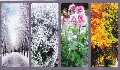 Цветок времена года