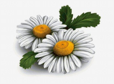 Ромашка на белом фоне