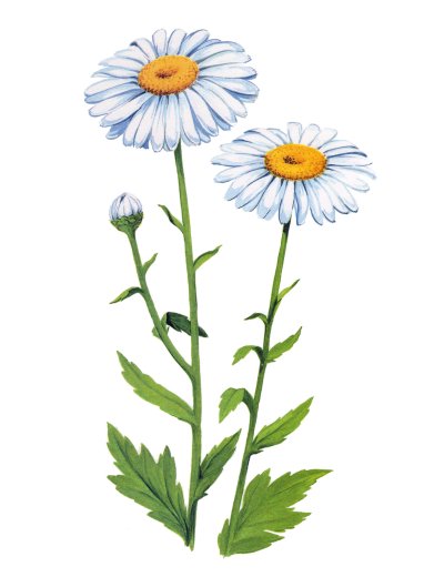 Нивяник Лютик