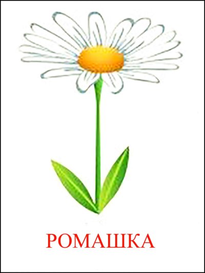 Цветы картинки для детей