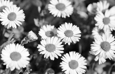 Серые ромашки