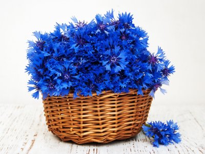 Ханс Эмменеггер букет Васильков