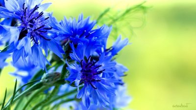 Василек разноцветная кайма