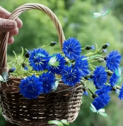 Васильки букет