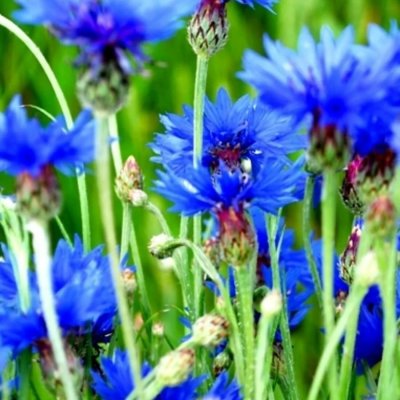 Василек Волошка